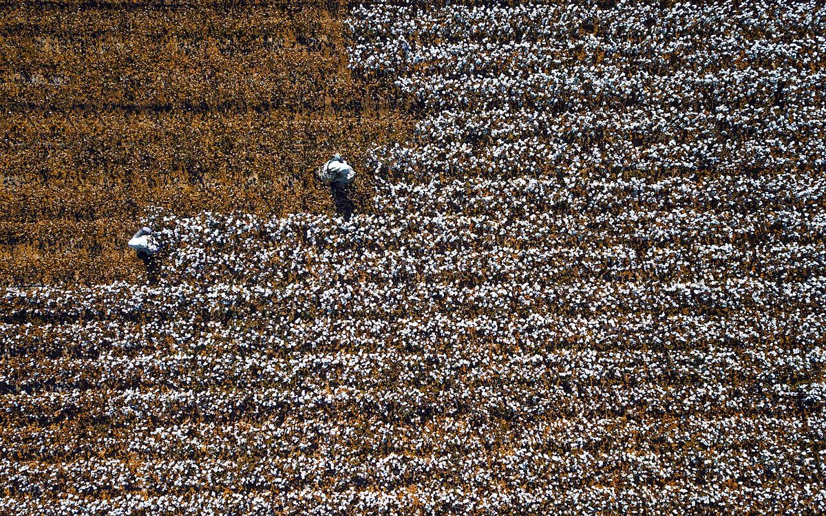 Lavoura de algodão com capulhos abertos brancos em fazenda do Oeste baiano