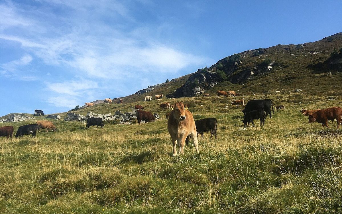 Rebanho bovino saudável pastando em campo verde sob sol aberto