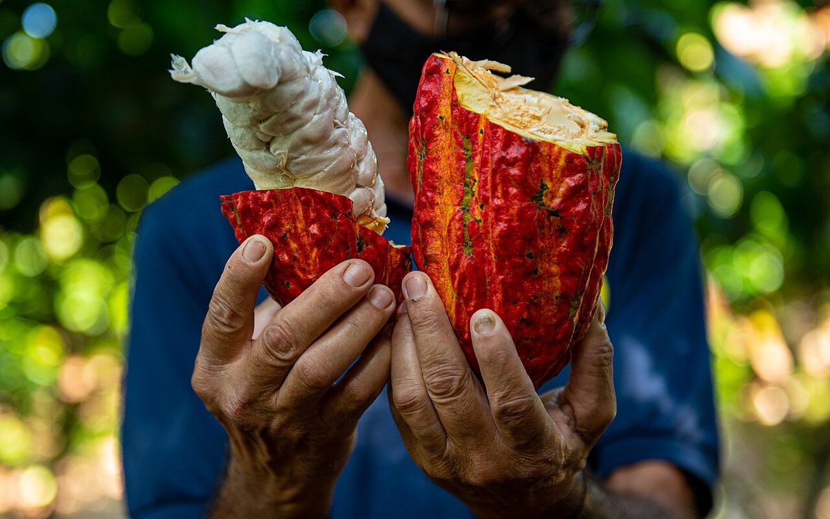 Frutos maduros de cacau em fazenda histórica da região litorânea de Ilhéus