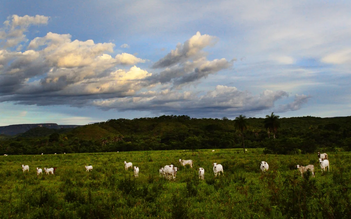 Bois Nelore em pasto mostrando conformação muscular e comportamento de lote