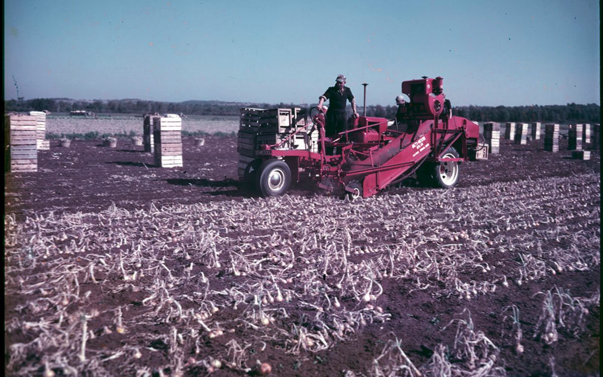 Cebolas douradas colhidas e secando em leiras no campo agrícola de Santa Catarina