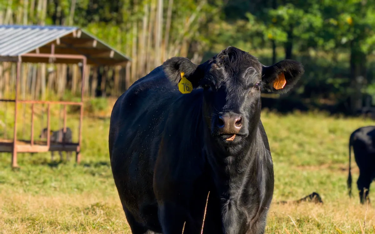 Bovinos com genética Angus para cruzamento industrial com matrizes zebuínas Nelore