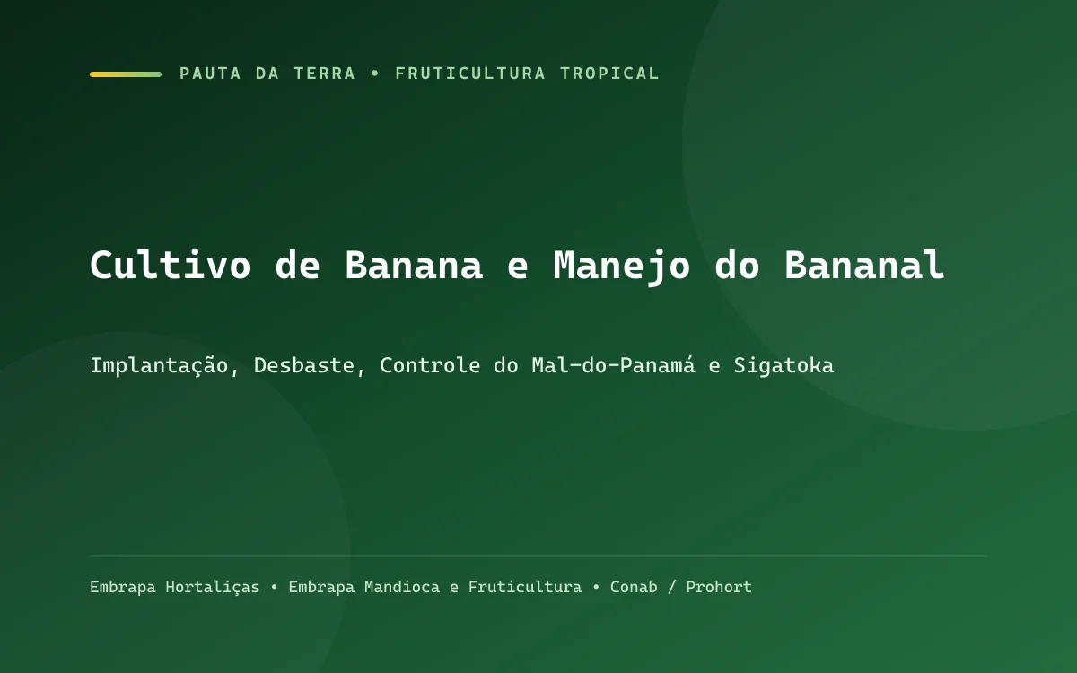 Bananal comercial com cachos ensacados com plástico azul protetor e solo bem manejado