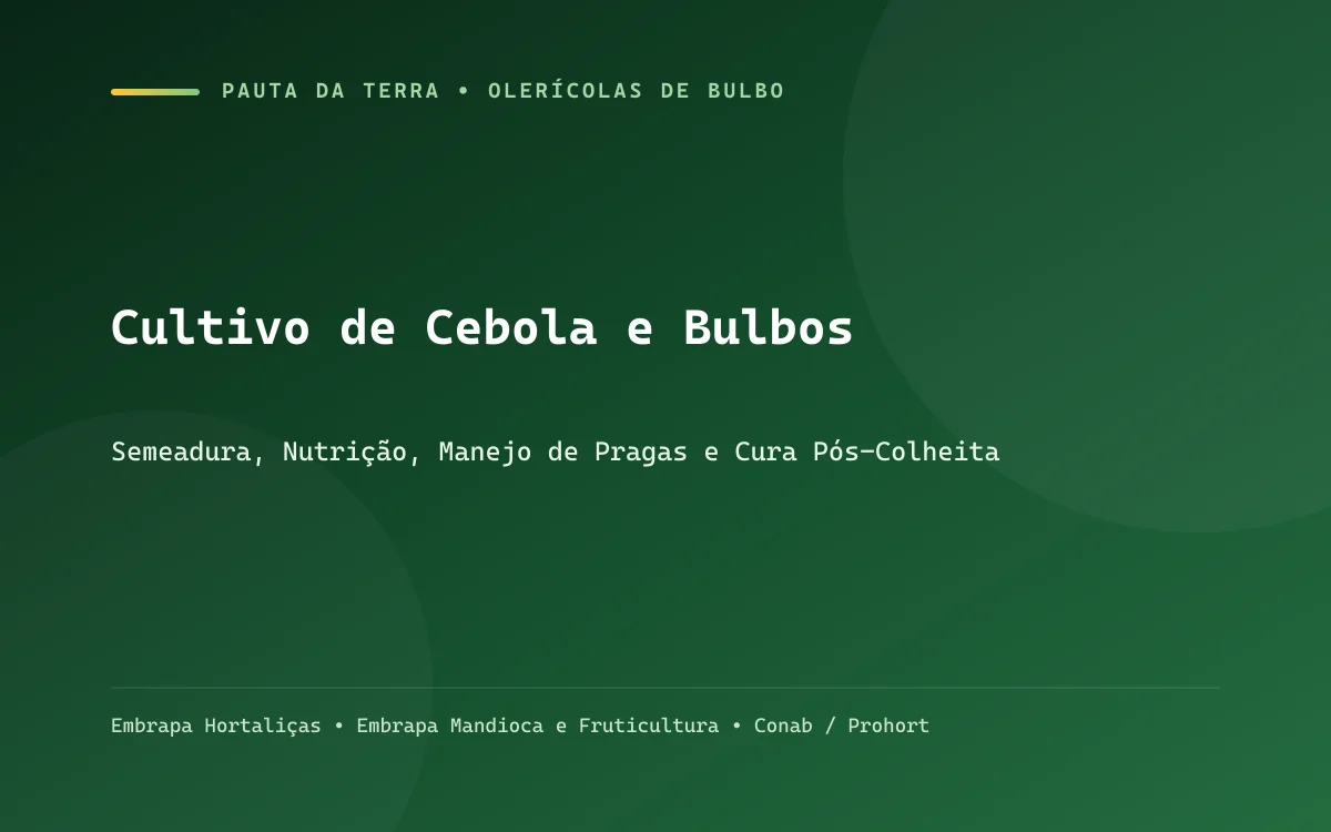 Lavoura de cebola em fase de tombamento de ramas e bulbos amarelados prontos para a cura