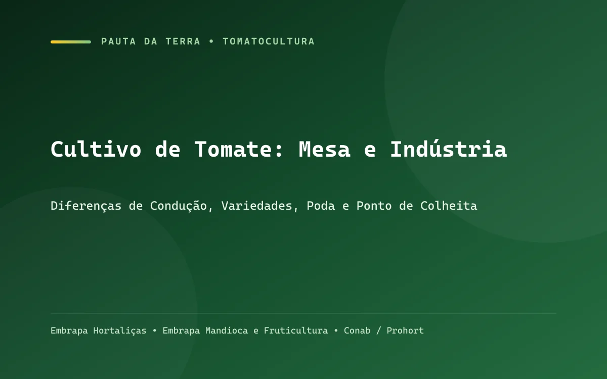 Lavoura de tomate de mesa tutorado em estufa com cachos vermelhos e verdes viçosos