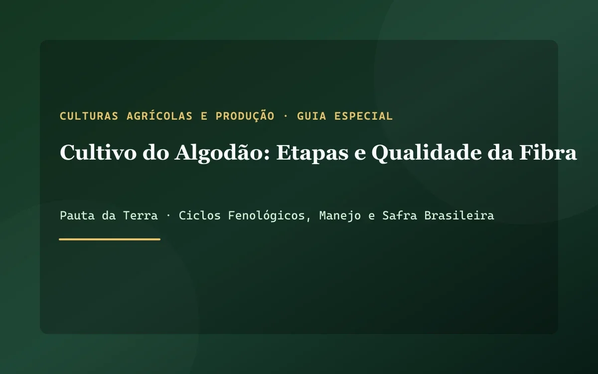 Lavoura de algodão exuberante com capulhos brancos totalmente abertos antes da colheita