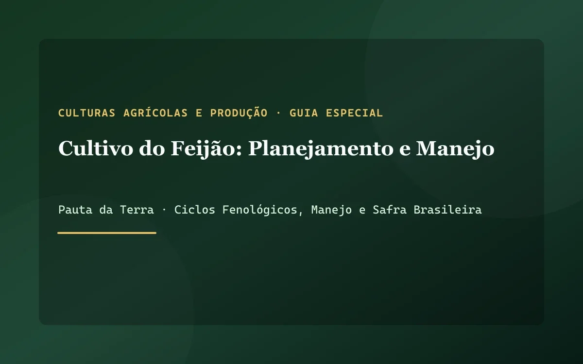 Lavoura de feijão carioca com plantas viçosas em início de formação de vagens