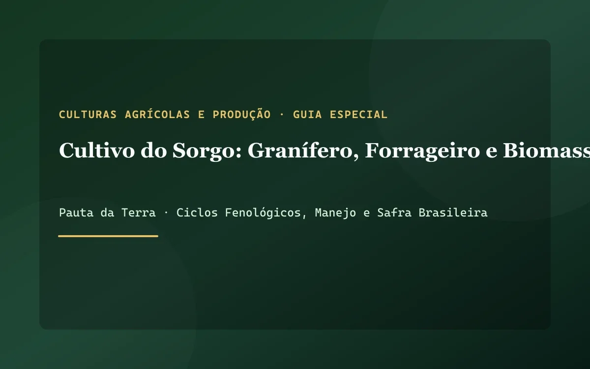 Lavoura densa de sorgo granífero com panículas maduras alaranjadas sob sol forte de entressafra