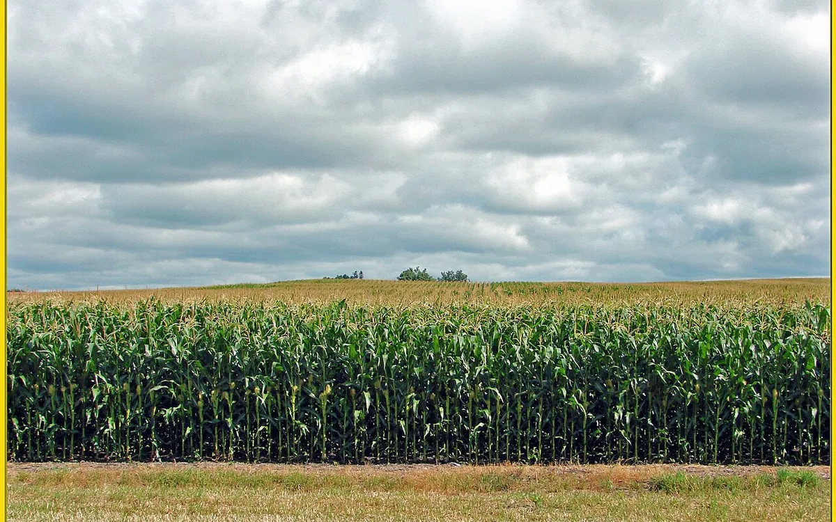 Monitoramento agrometeorológico em campo agrícola sob céu aberto com nuvens passageiras