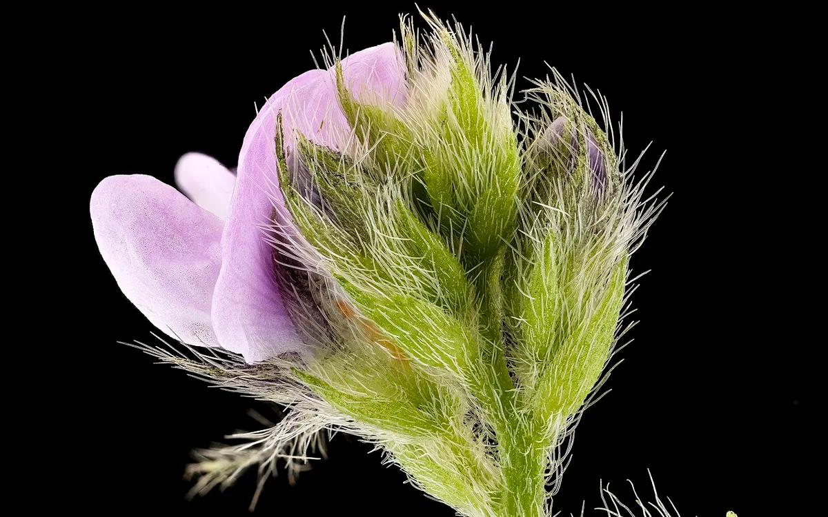 Lavoura de soja com transição de coloração foliar indicando aproximação da maturidade de colheita