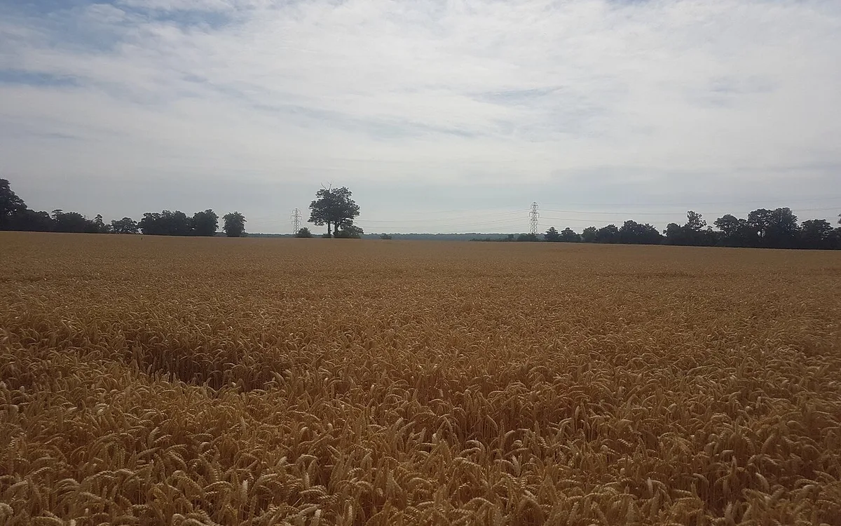 Talhão experimental com híbridos de milho exibindo uniformidade de altura de plantas e inserção de espigas