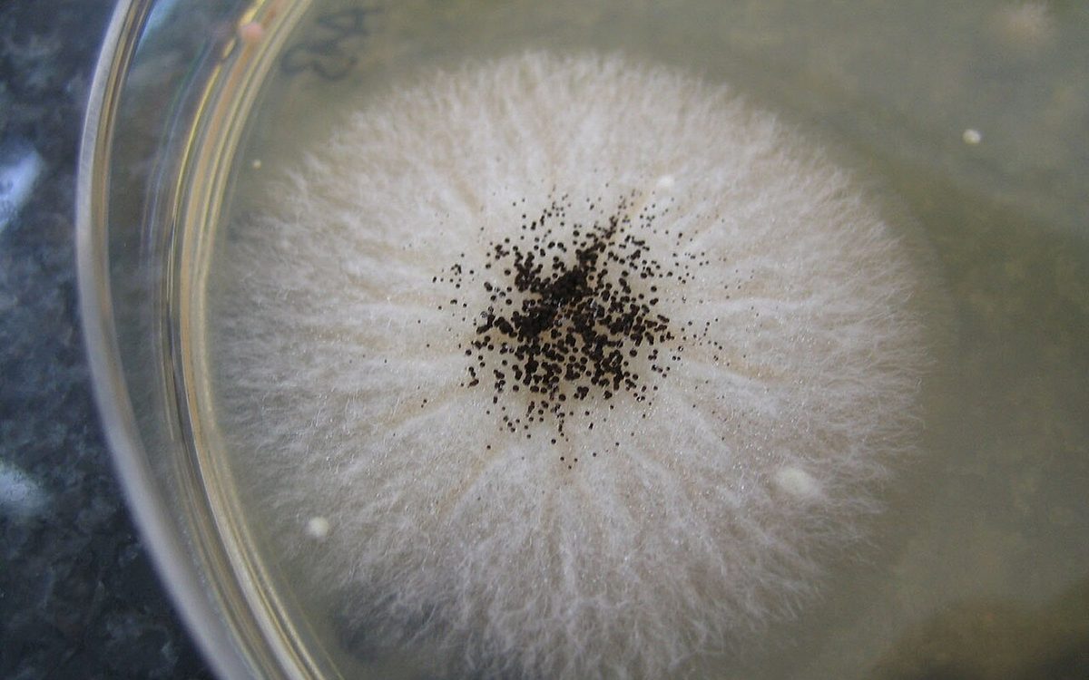 Placa de Petri com cultura de fungo filamentoso benéfico em laboratório de biologia