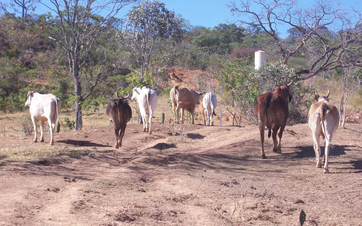 Condução calma e progressiva de gado bovino para as instalações de curral antiestresse