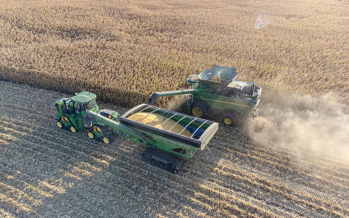 Colhedora em lavoura de milho safrinha operando em terreno seco sob sol do meio-dia