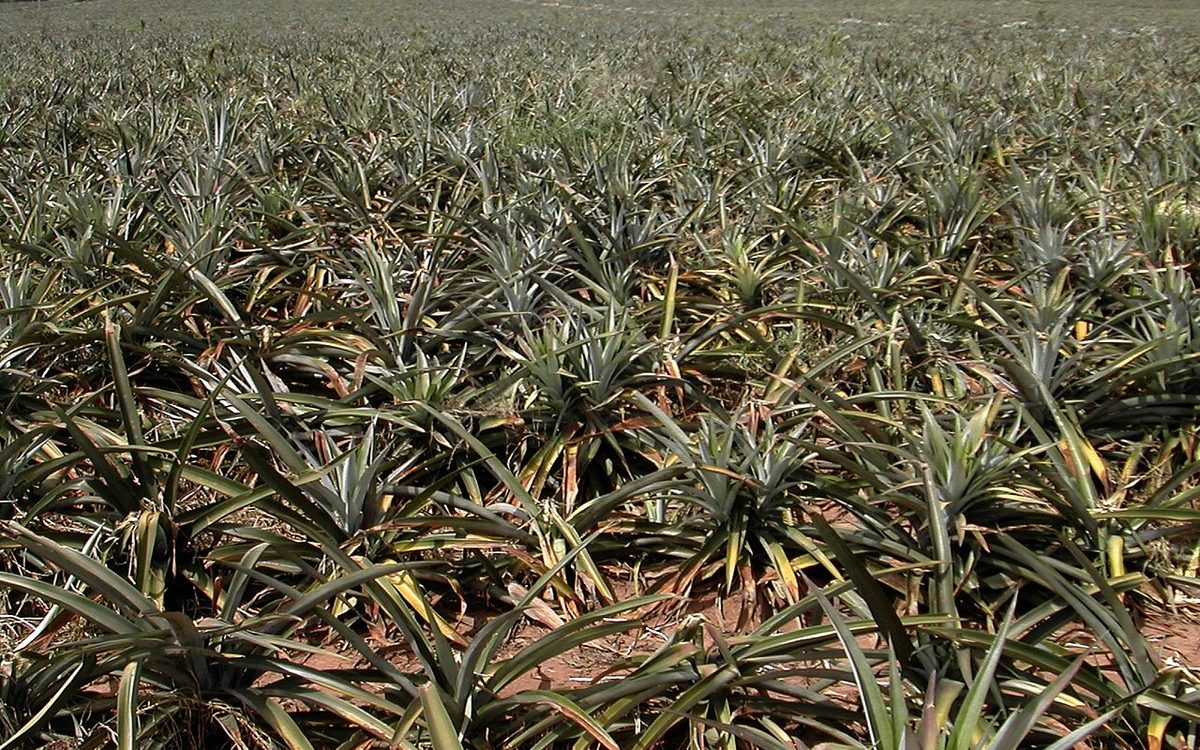 Lavoura extensa de abacaxi com frutos em fase de crescimento e desenvolvimento saudável