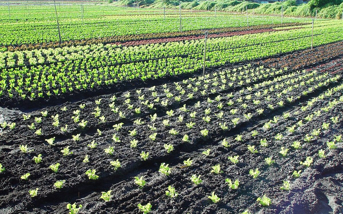 Mudas jovens de café com folhas verdes sadias em viveiro protegido