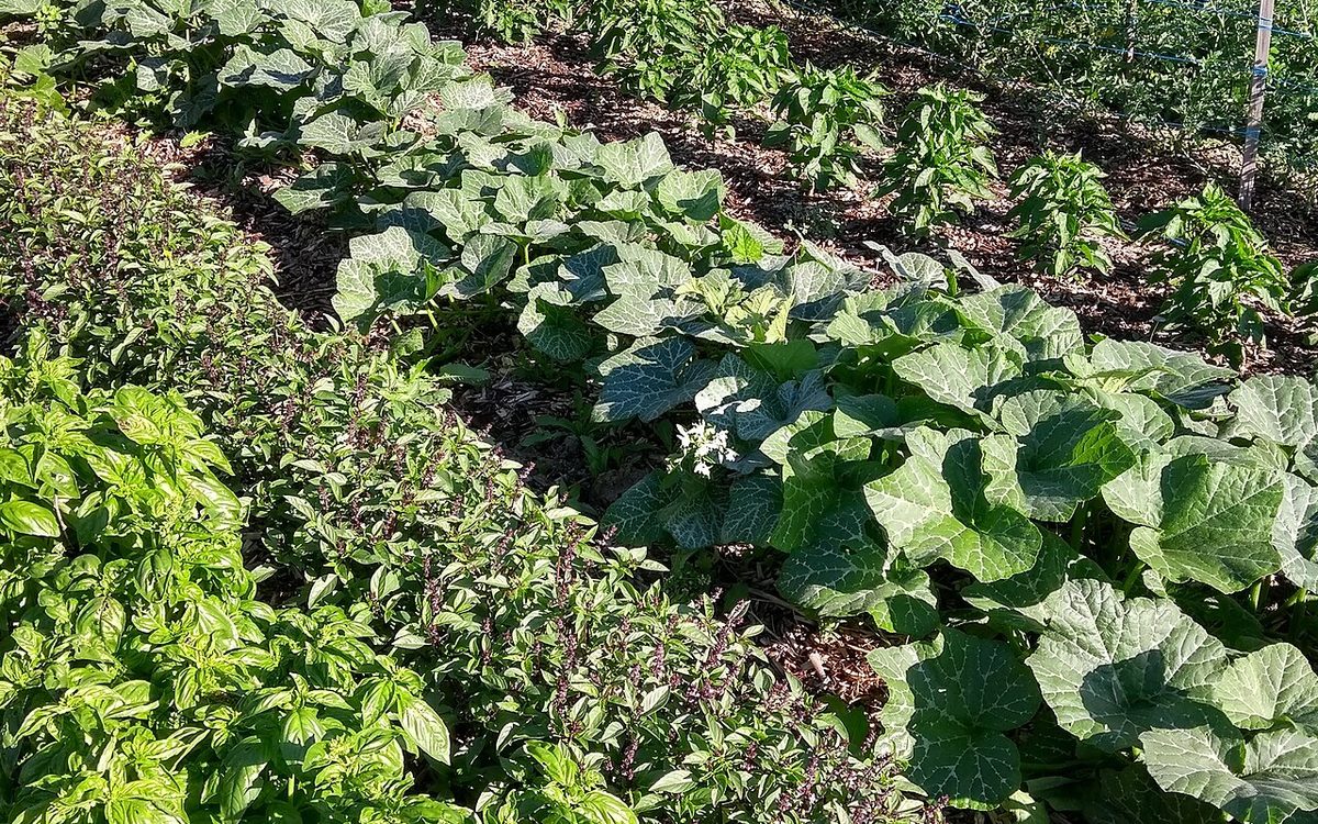 Horta verdejante com canteiros cuidados de hortaliças variadas