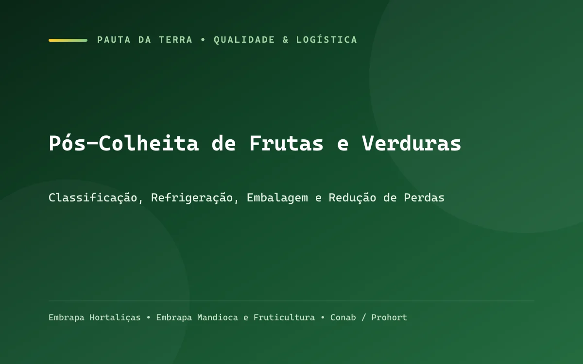 Galpão de pós-colheita organizado com esteira de lavagem, seleção de frutos e caixas plásticas higienizáveis padronizadas