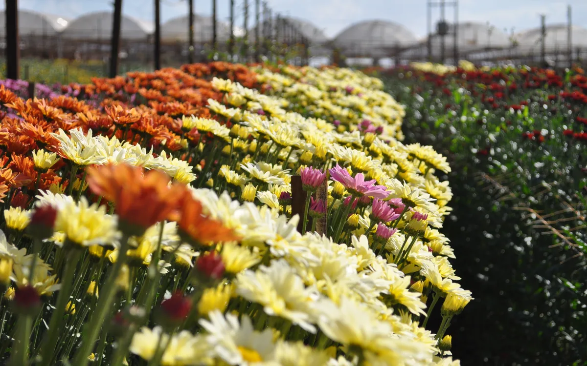 Cultivo comercial de flores coloridas em estufa e campos de produção em Holambra