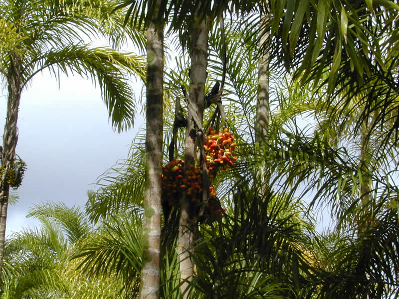Cultivo comercial de pupunha e palmito em área de produção no Vale do Ribeira paulista