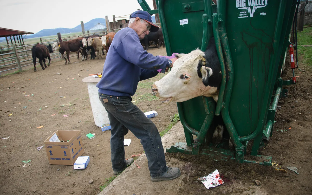 Aplicação e conferência de brinco de identificação individual e rastreabilidade bovina em tronco