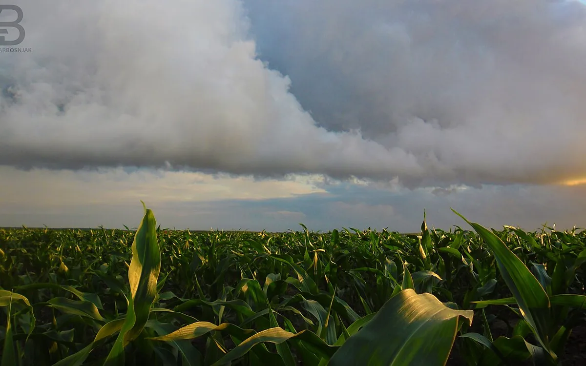Talhão de milho comercial exibindo faixa demarcada de refúgio agronômico convencional sem tecnologia Bt
