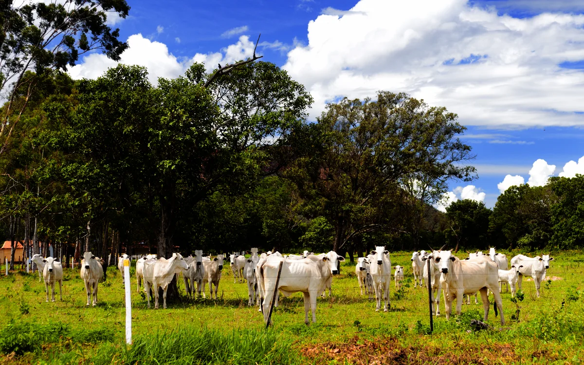 Bovinos Nelore terminados com excelente cobertura de gordura e musculosidade de carcaça