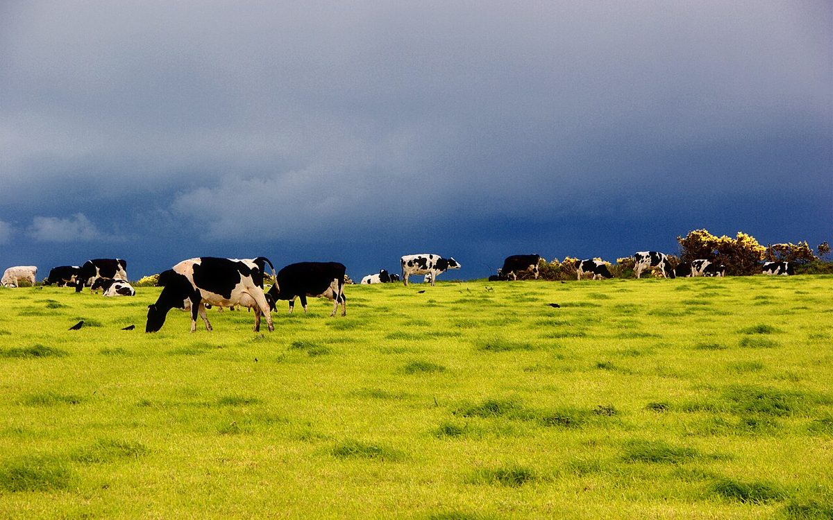 Vacas leiteiras em pastagem verde com manejo rotacionado em fazenda do Sul Fluminense