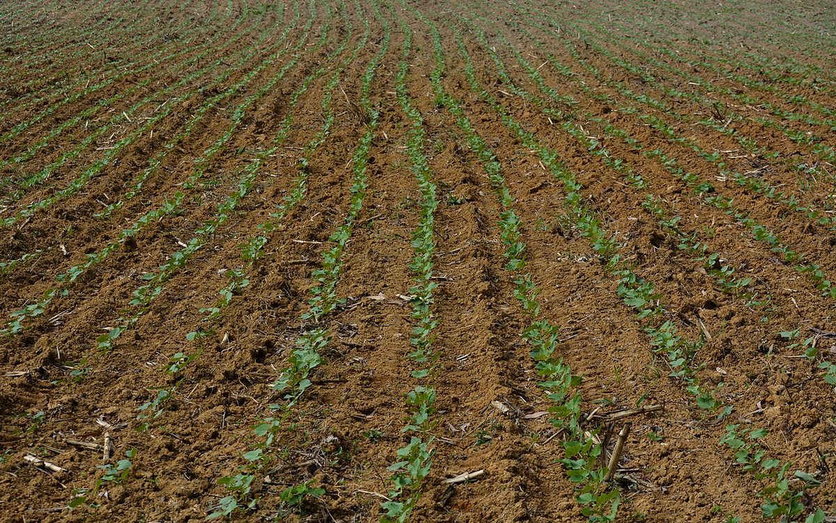 Canteiro experimental de feijoeiro com vagens sadias e folhas verdes