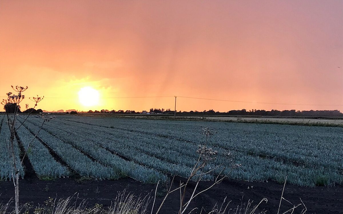 Nuvens carregadas de chuva sobre lavoura verde de grãos no Sul do Brasil