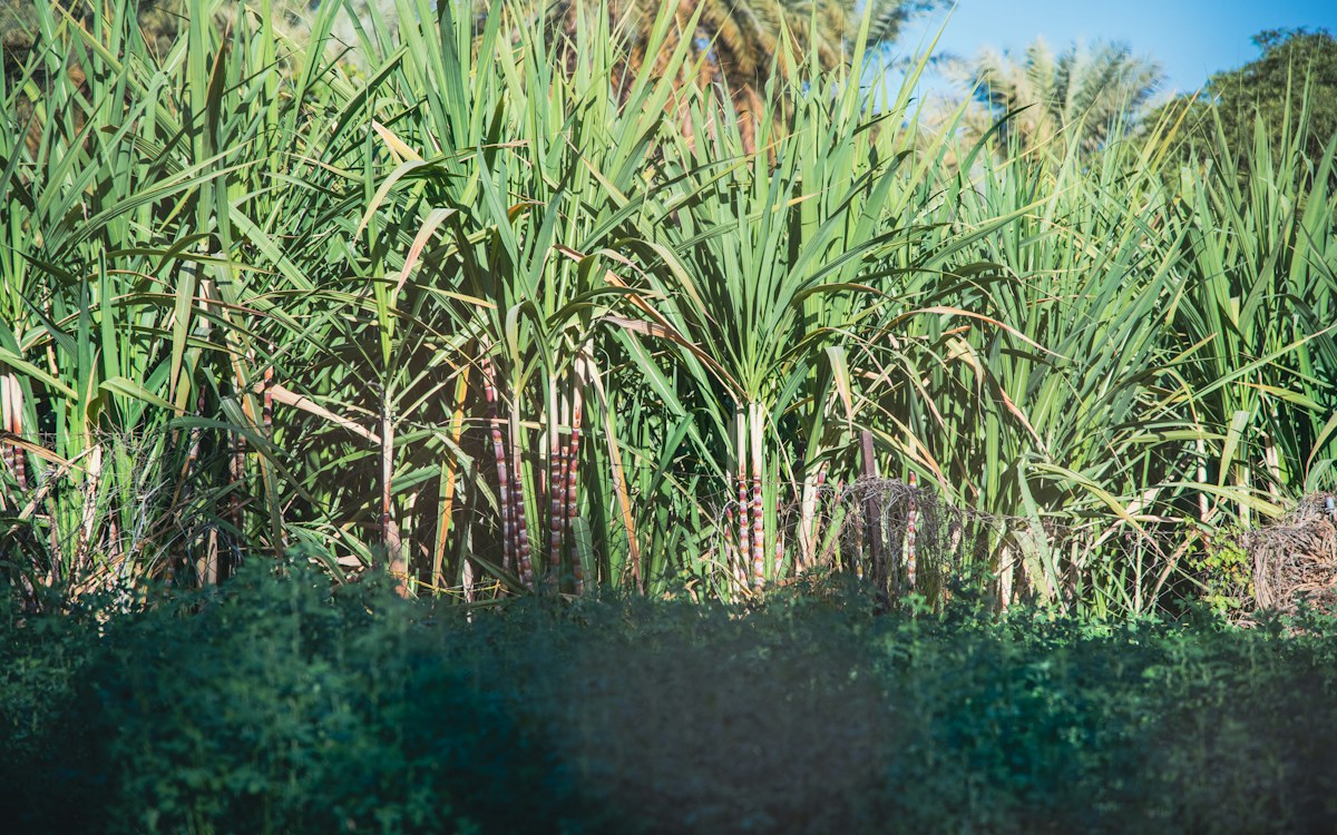 Canavial vigoroso e ereto com folhas verdes em lavoura de cana-de-açúcar no interior paulista