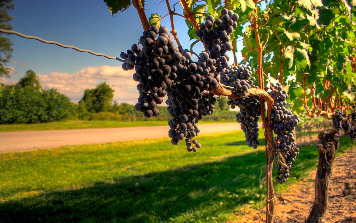 Cachos de uvas viníferas sadias pendurados em espaldeiras de vinhedo ensolarado